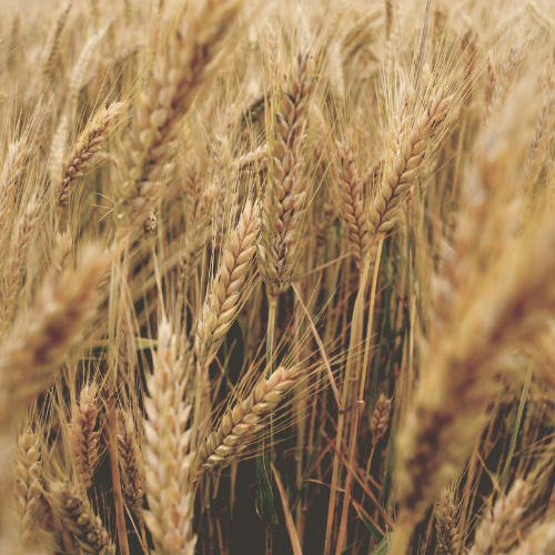 Ears of wheat