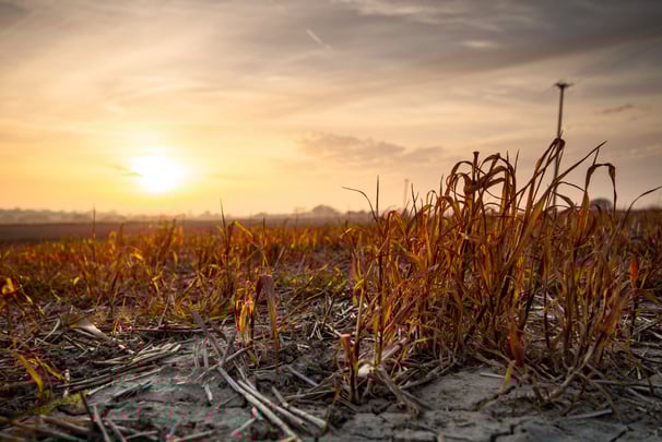 Global Turmoil Reshapes the Future of Agricultural Commodities image