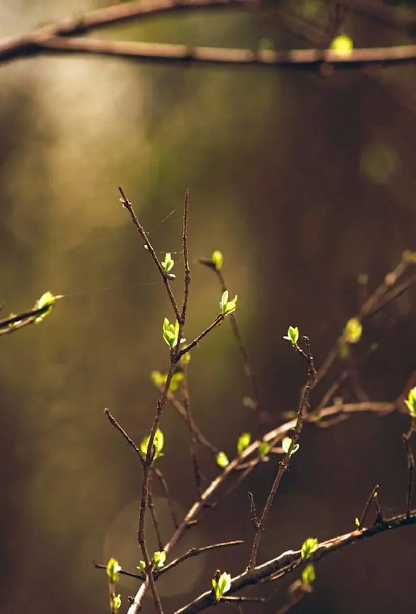 new-shoots-on-trees