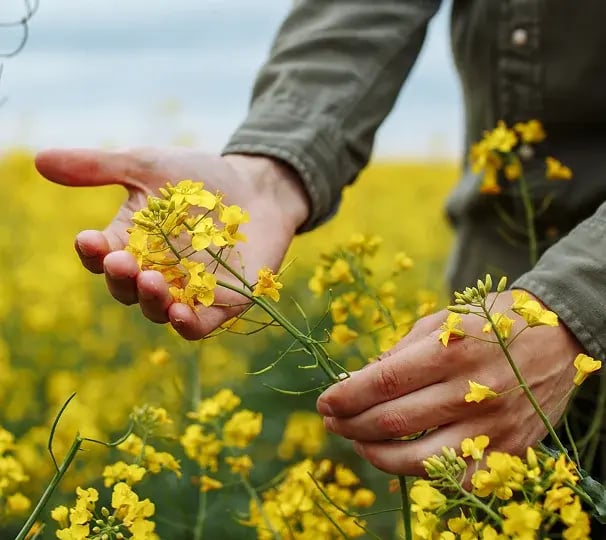 farmer holding rapeseed flowers