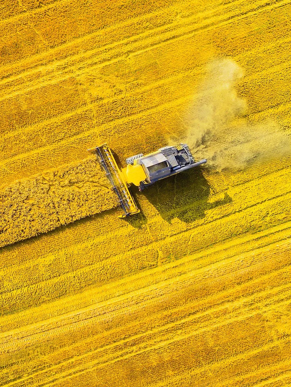 harvest of rapeseed