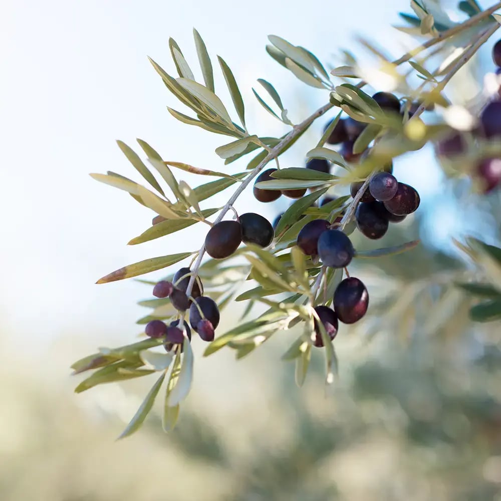 olive agora