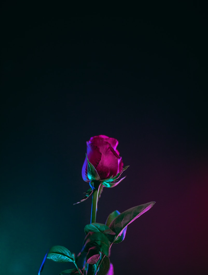 rose