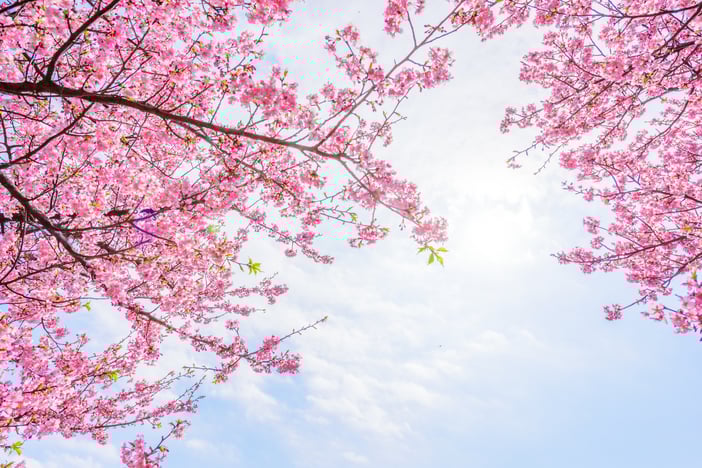 Japan’s Absolute Return Opportunity | Navigating a Transforming Equity Market image