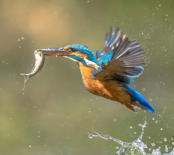 kingfisher catching a fish