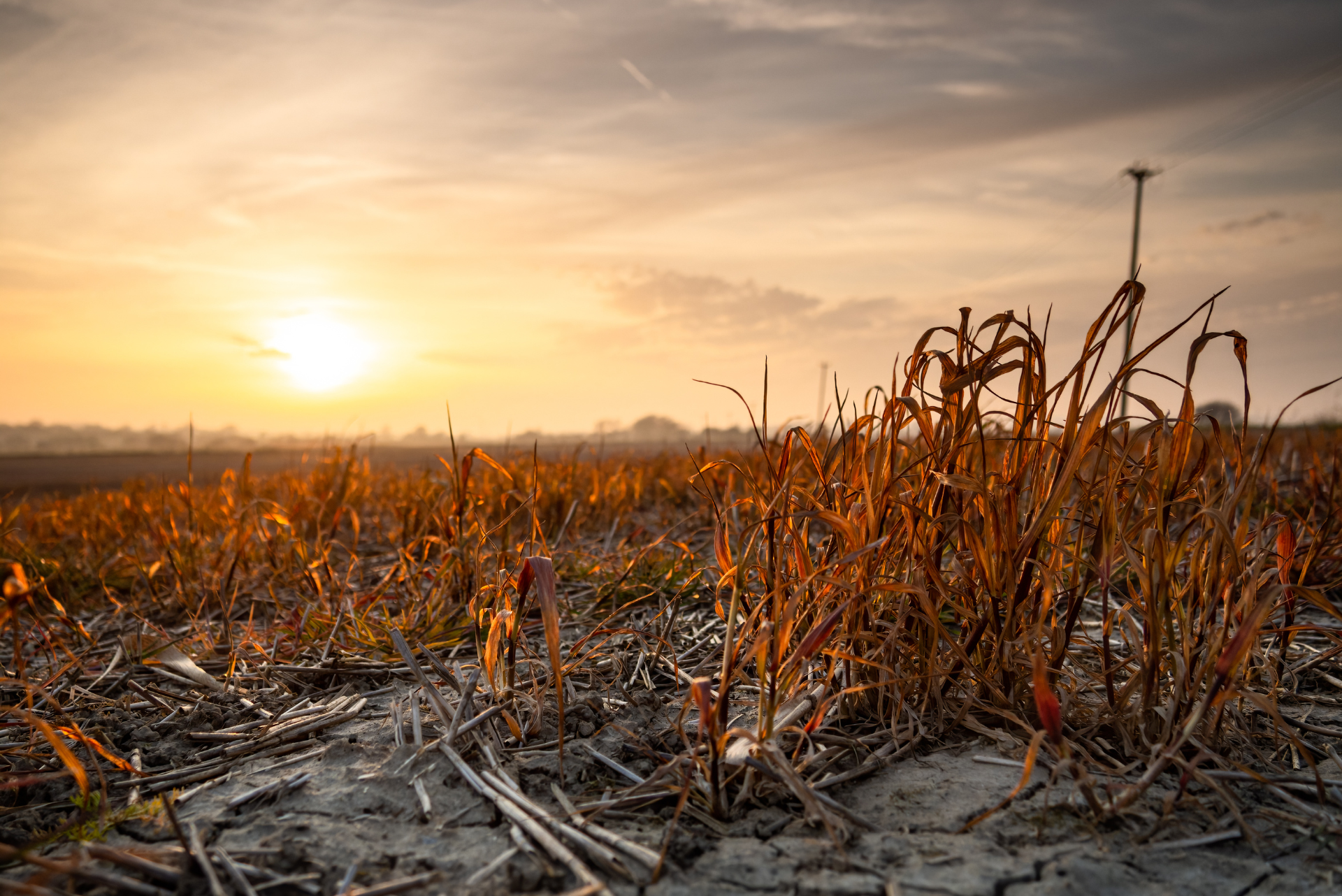 Preview | Global Turmoil Reshapes the Future of Agricultural Commodities